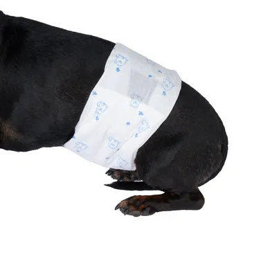 Hond met witte wegwerpluier, bedrukt met blauwe hondmotieven en bloemen.