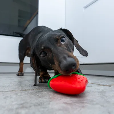 TIAKI Welpenspielzeug Erdbeere