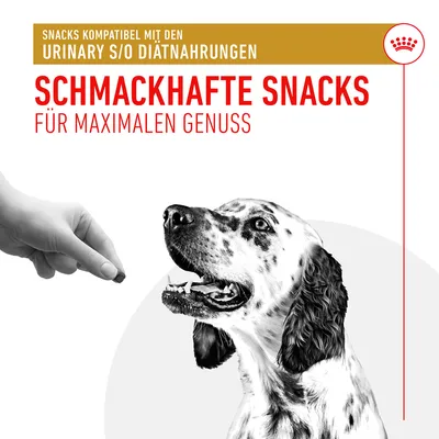 Schmackhafte Snacks kompatibel mit Urinary S/O Diätnahrungen. Für maximalen Genuss. Hund schaut auf Hand, die einen Snack hält.