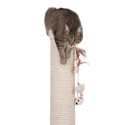 Rascador de sisal con juguete colgante, un gato sentado encima.