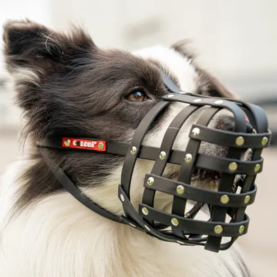 COLORI® 2.0 Muselière Chien de berger M, noir