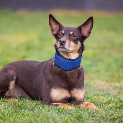 Hond met blauwe halsband, liggend op een grasveld. Product toont gebruik van een halsband.