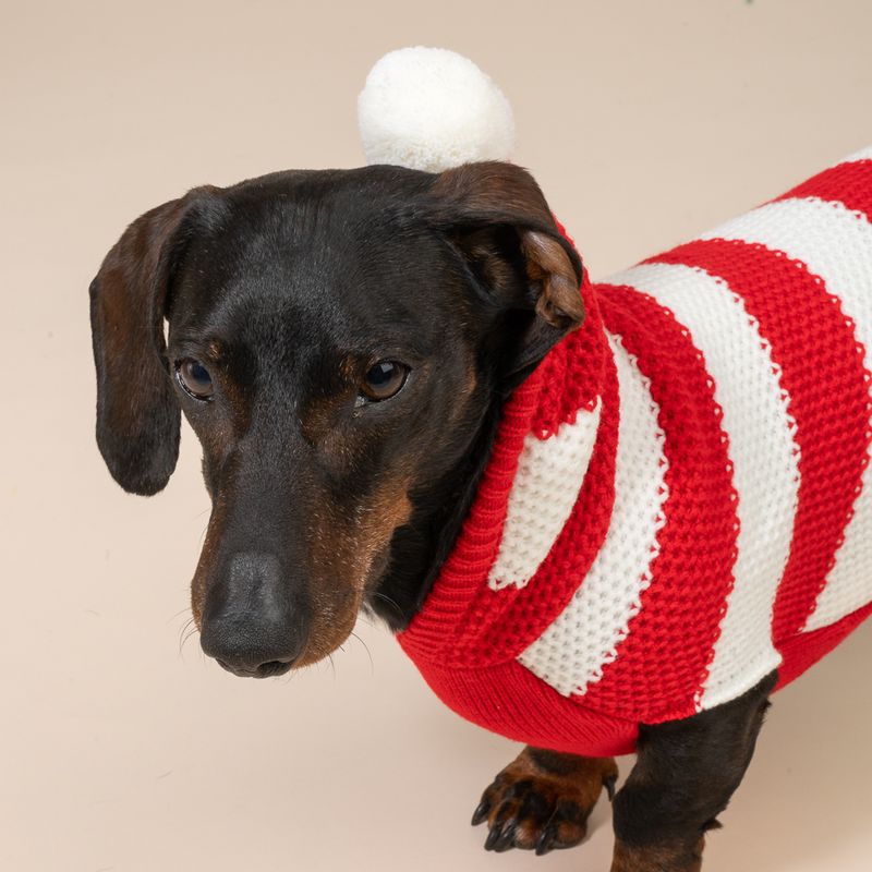 TIAKI Roter Streifen-Pullover für Hunde