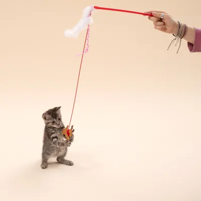 TIAKI еленче, котешка въдица с пера