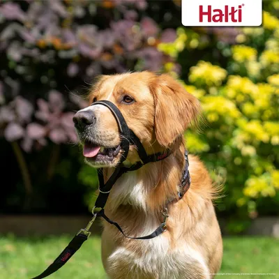 Dog wearing a Halti headcollar and lead outdoors, demonstrating how the headcollar fits securely around the muzzle and neck for controlled walking.