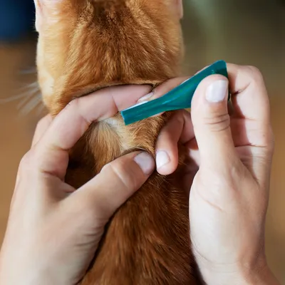 Aplikacja płynu z zielonej pipety na skórę kota między łopatkami, widoczne dłonie trzymające sierść i pipetę.