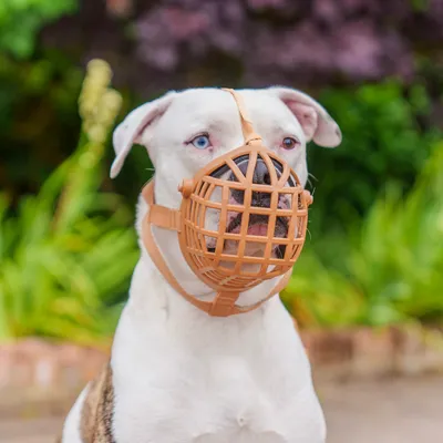 Hund mit braunem Maulkorb aus Kunststoff, geeignet für Sicherheit und Kontrolle. Hintergrund zeigt Gartenlandschaft.