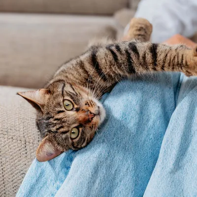 Virbac Veterinary HPM Senior Neutered Cat Virbac Veterinary HPM Senior Neutered Cat
