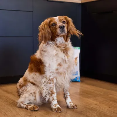 Hund sitzt vor einer Tüte mit Hundefutter auf dem Boden, Produktverwendung wird gezeigt.