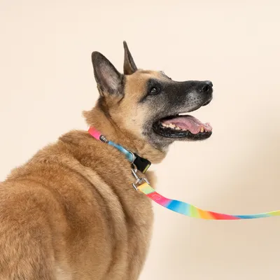 TIAKI obroża Rainbow