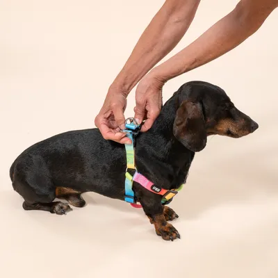 TIAKI Rainbow Σαμαράκι