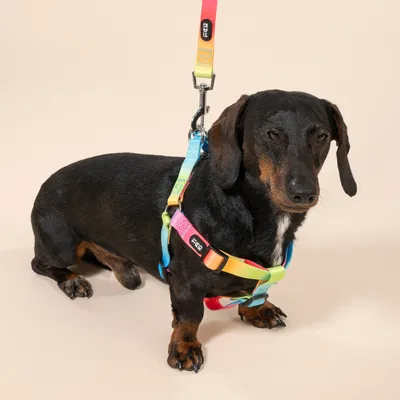 TIAKI Rainbow Σαμαράκι