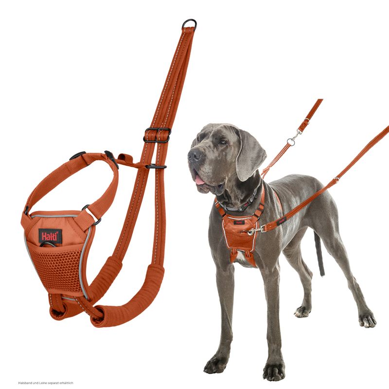 Halti Hundegeschirr in orange mit passender Leine, gezeigt an einem Hund. Ergonomisches Design und atmungsaktives Material.