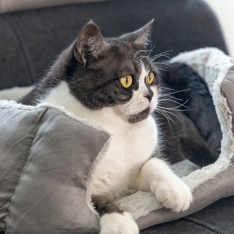 beeztees Katzenbett Baboo