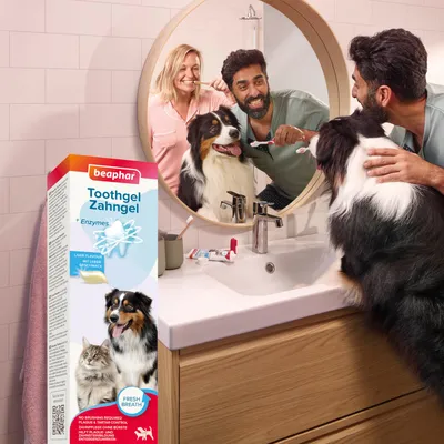 Beaphar Toothgel Zahngel mit Enzymen, Lebergeschmack. Frischer Atem für Hunde und Katzen. Keine Spülung erforderlich. Verpackung neben Hund beim Zähneputzen.