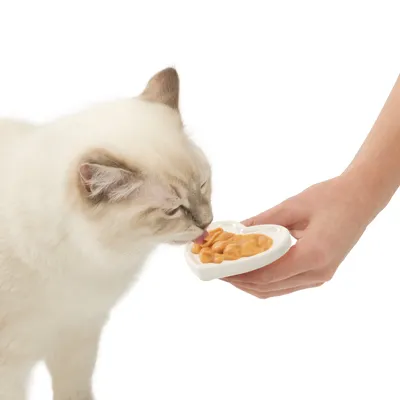 Kissa nuolee ruokaa sydämenmuotoisesta valkoisesta kupista, jota pidetään kädessä. Kissa nuolee ruokaa sydämenmuotoisesta valkoisesta kupista, jota pidetään kädessä.