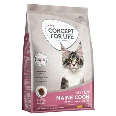 Concept for Life Maine Coon Kitten