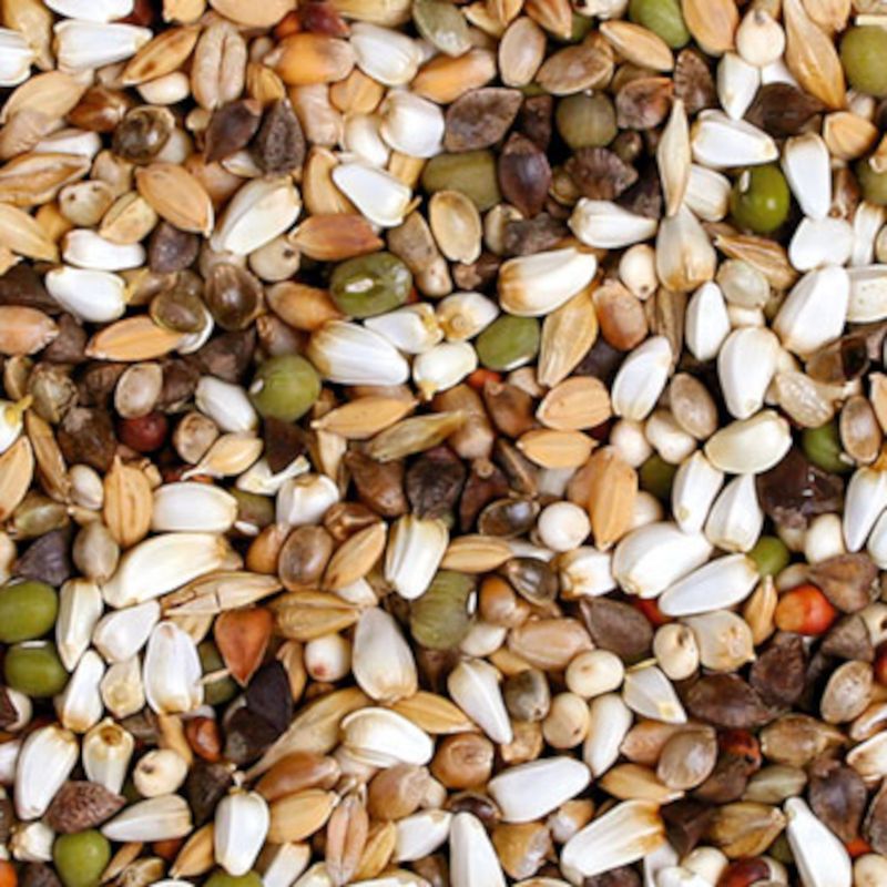 JR Farm Fresh ! Nourriture germée pour perroquet