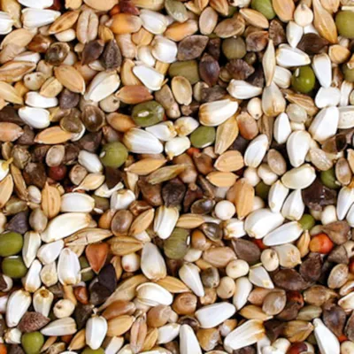 JR Farm Fresh ! Nourriture germée pour perroquet