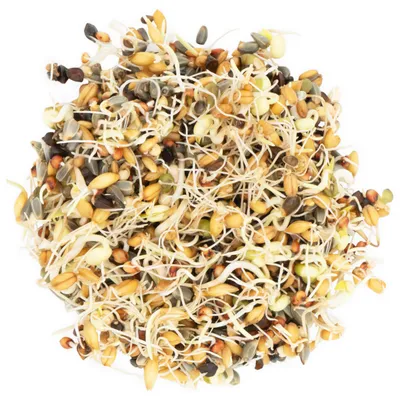 JR Farm Fresh ! Nourriture germée pour perroquet