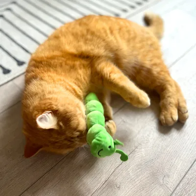 Aumüller Coussin de jeu pour chat Chenille Pedro