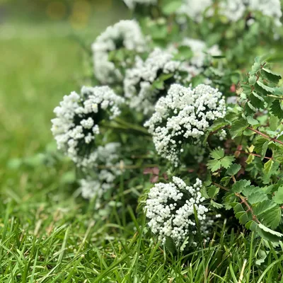 Aumüller Coussin pour chat Lama Luigi