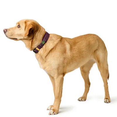 HUNTER Zgardă Havana, mure