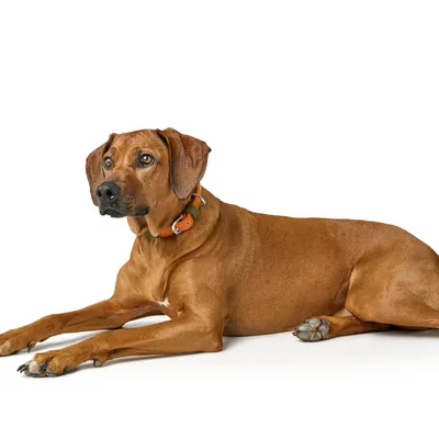 Zgardă HUNTER Wolmar BioThane® x piele, kaki/portocaliu