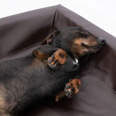 Modern Living Hundebett Tabac