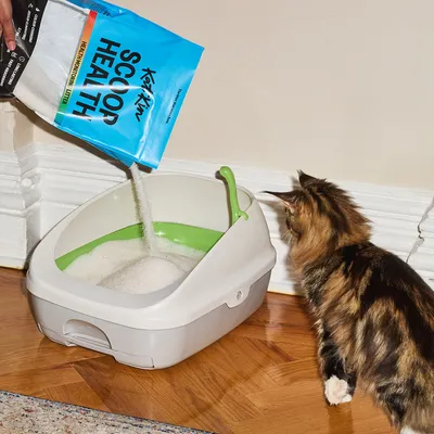 Litter being poured from a blue bag labelled 'Scoop Health' into a litter tray, with a cat observing the process.