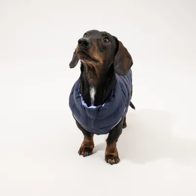 Nomad Tales Bloom Hundemantel Puffer, lila/marineblau Nomad Tales Bloom Hundemantel Puffer, lila/marineblau