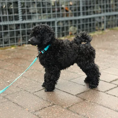 Rukka ошейник Tiny, синий