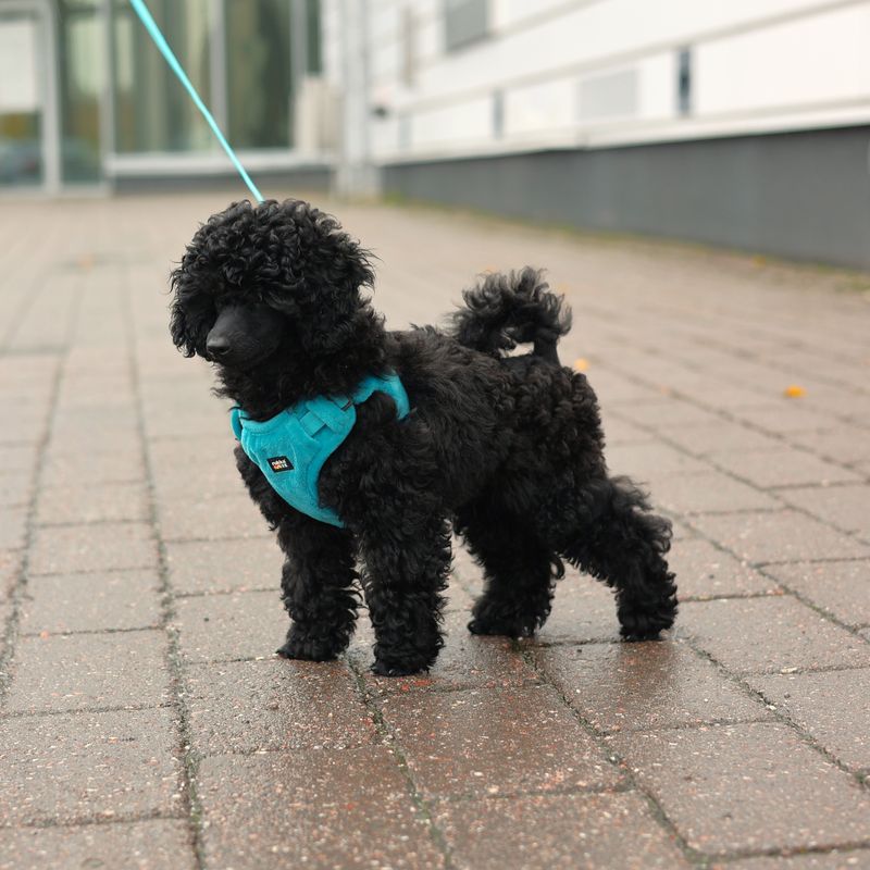 Pettorina Rukka Tiny blu