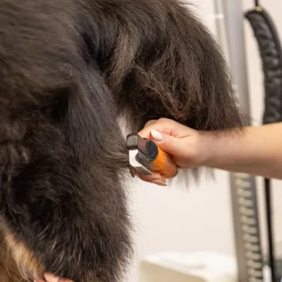 Met een metalen borstel wordt de vacht van een dier met de hand geborsteld om losse haren te verwijderen. Met een metalen borstel wordt de vacht van een dier met de hand geborsteld om losse haren te verwijderen.