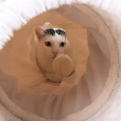 Kat ligt binnenin een zachte, ronde tunnel van stof. Binnenkant en randen zijn licht van kleur. Kat is gedeeltelijk zichtbaar met zwart-witte vacht.