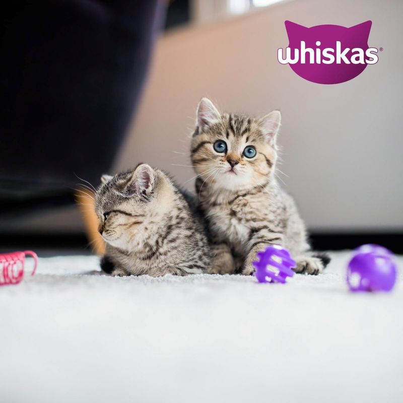 Whiskas Junior Kylling