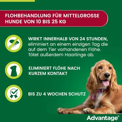 Flohbehandlung für mittelgroße Hunde von 10 bis 25 kg. Wirkt innerhalb von 24 Stunden, eliminiert Flöhe und Haarlinge. Bis zu 4 Wochen Schutz. Marke: Advantage.