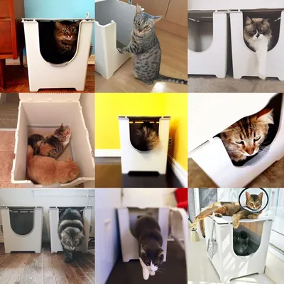 Katten in en rond witte kunststof kattenbakken met opening aan de voorkant, diverse kattenrassen zichtbaar. Negen afbeeldingen tonen gebruik van de kattenbak door één of meerdere katten.