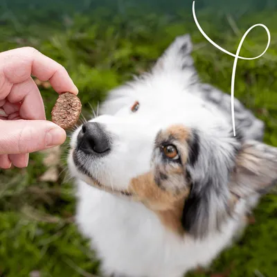 Hand houdt een lekkernij voor de neus van een hond om het voeren of belonen te demonstreren. Hand houdt een lekkernij voor de neus van een hond om het voeren of belonen te demonstreren.