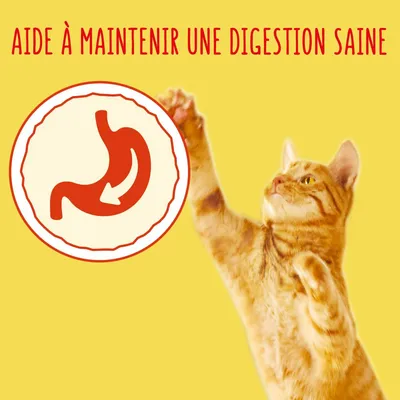 Texte : Aide à maintenir une digestion saine, avec icône d’estomac et flèche. Chat roux visible à droite de l’image.