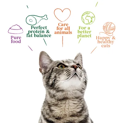 Pure food, perfect protein and fat balance, care for all animals, for a better planet, happy and healthy cats. Text with icons above a cat’s head.