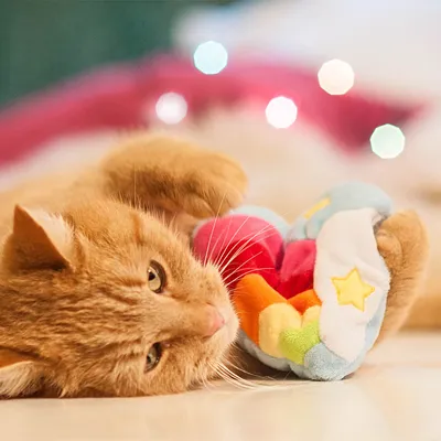 Rote Katze spielt mit einem bunten Plüschspielzeug in Regenbogenfarben und Sternenmotiv.