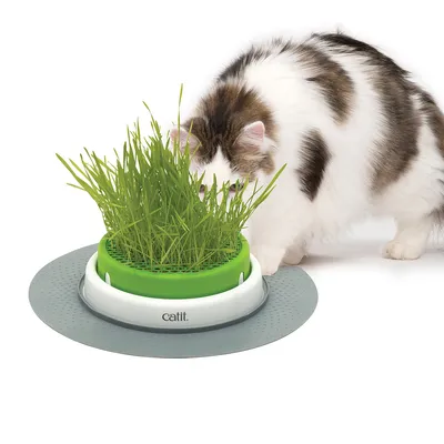 Cat eating from a green cat grass container with a grey non-slip mat. Brand: Catit.