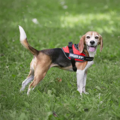 Koira punaisissa JULIUS-K9-valjaissa ulkona nurmikolla. Valjaiden päällä näkyy tuotemerkki JULIUS-K9 valkoisella tekstillä.