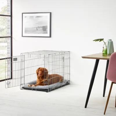 Hund in einem Metallkäfig mit offener Tür, liegend auf einem grauen Kissen. Käfig steht in einem hellen Raum neben einem Tisch und Stuhl.