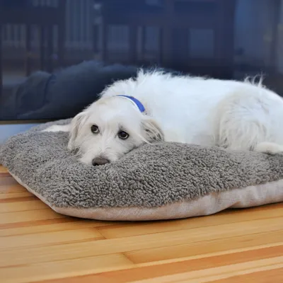 Weisser Hund mit blauem Halsband liegt auf einem grauen, flauschigen Hundebett auf Holzboden.