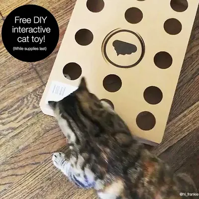 Безплатна DIY интерактивна играчка за котки, до изчерпване на количествата. Картонена кутия с дупки и видима котка, която играе.