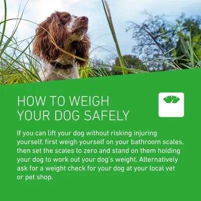 Instructions on how to weigh your dog safely using bathroom scales or by asking for a weight check at a vet or pet shop. Includes step-by-step guidance for safe weighing.