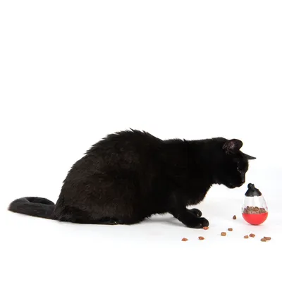 Chat noir à côté d’un distributeur de croquettes transparent et rouge, quelques croquettes éparpillées au sol autour du jouet.