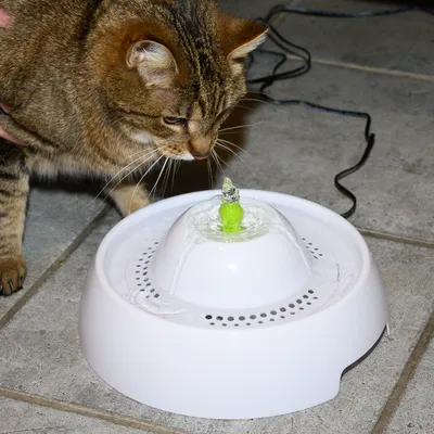 Котка до бял пластмасов фонтан за вода с кабел и зелена дюза, поставен върху плочки. Видими са струя вода и отворите на фонтана.